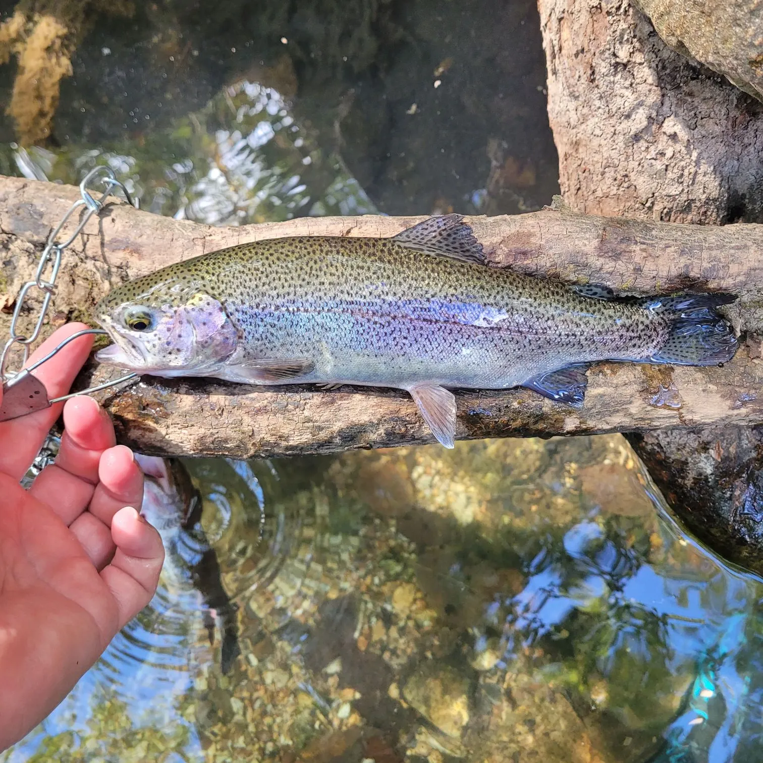 Rainbow trout caught on Fishbrain