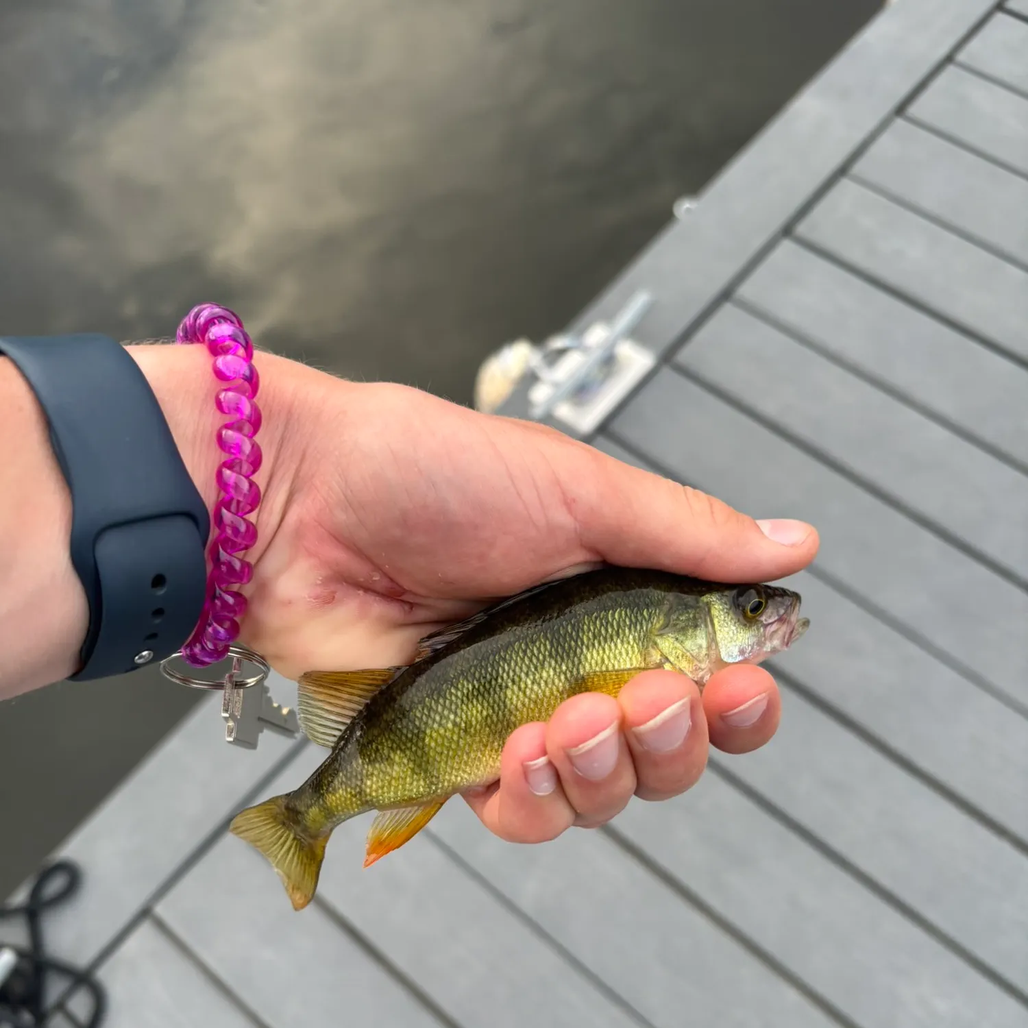 Yellow perch caught on Fishbrain