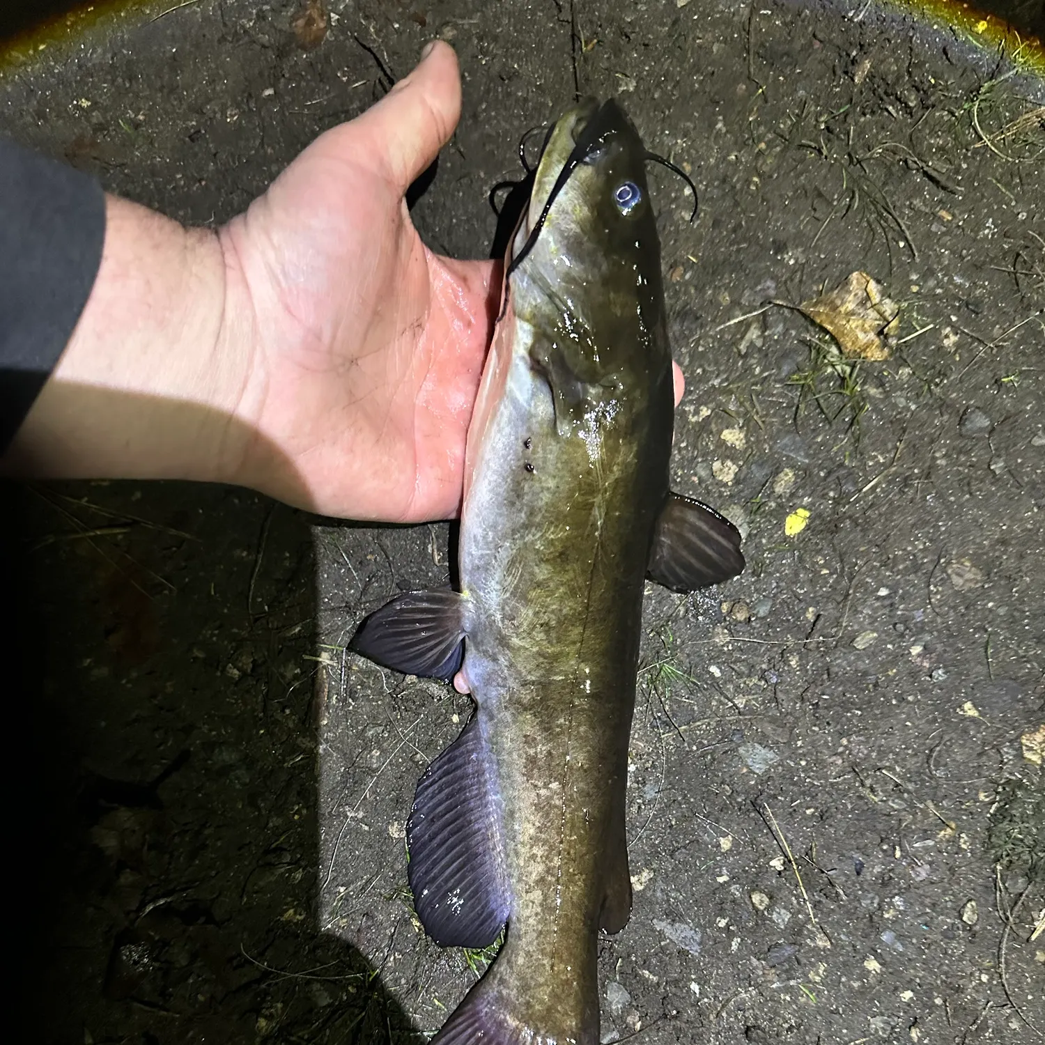 Black bullhead caught on Fishbrain