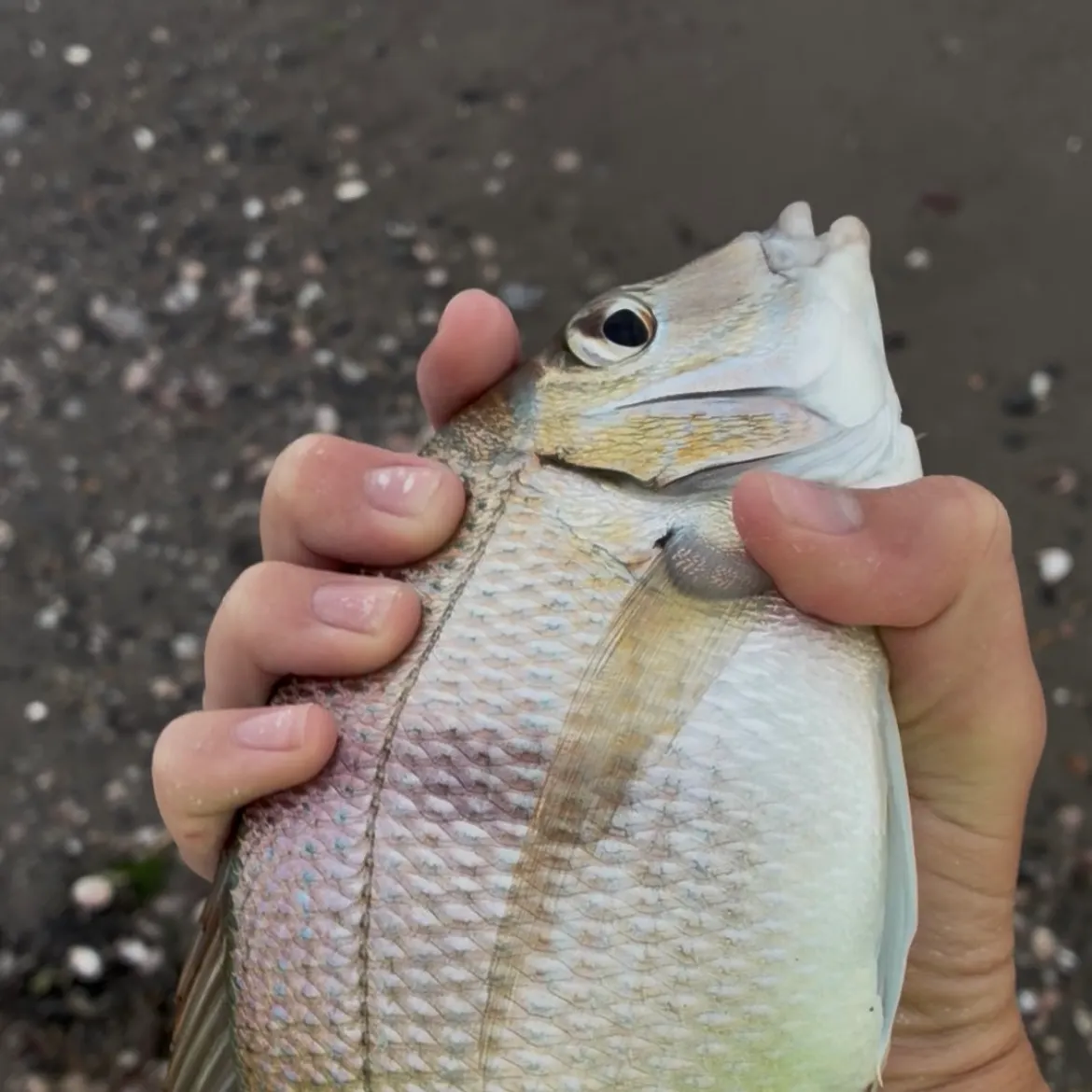 Scup caught on Fishbrain