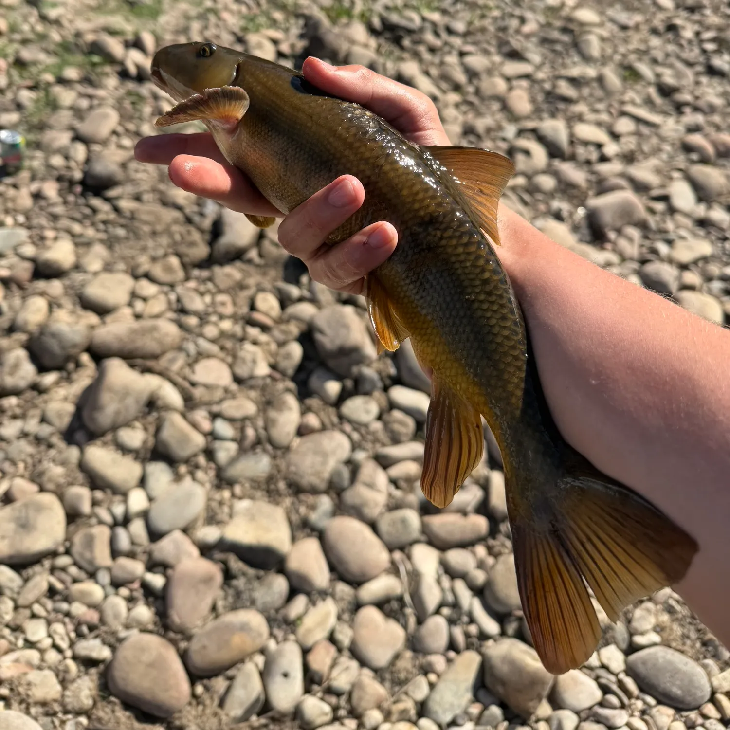 The most recent Desert sucker catches on Fishbrain