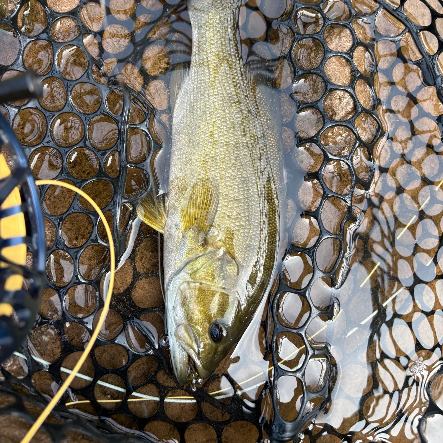 Smallmouth bass caught on Fishbrain