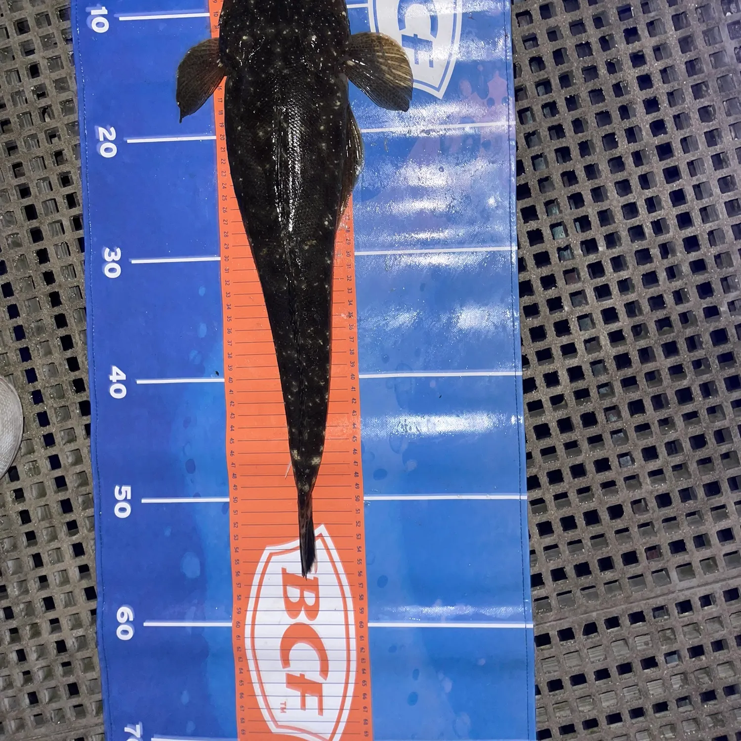 The most recent Dusky flathead catches on Fishbrain