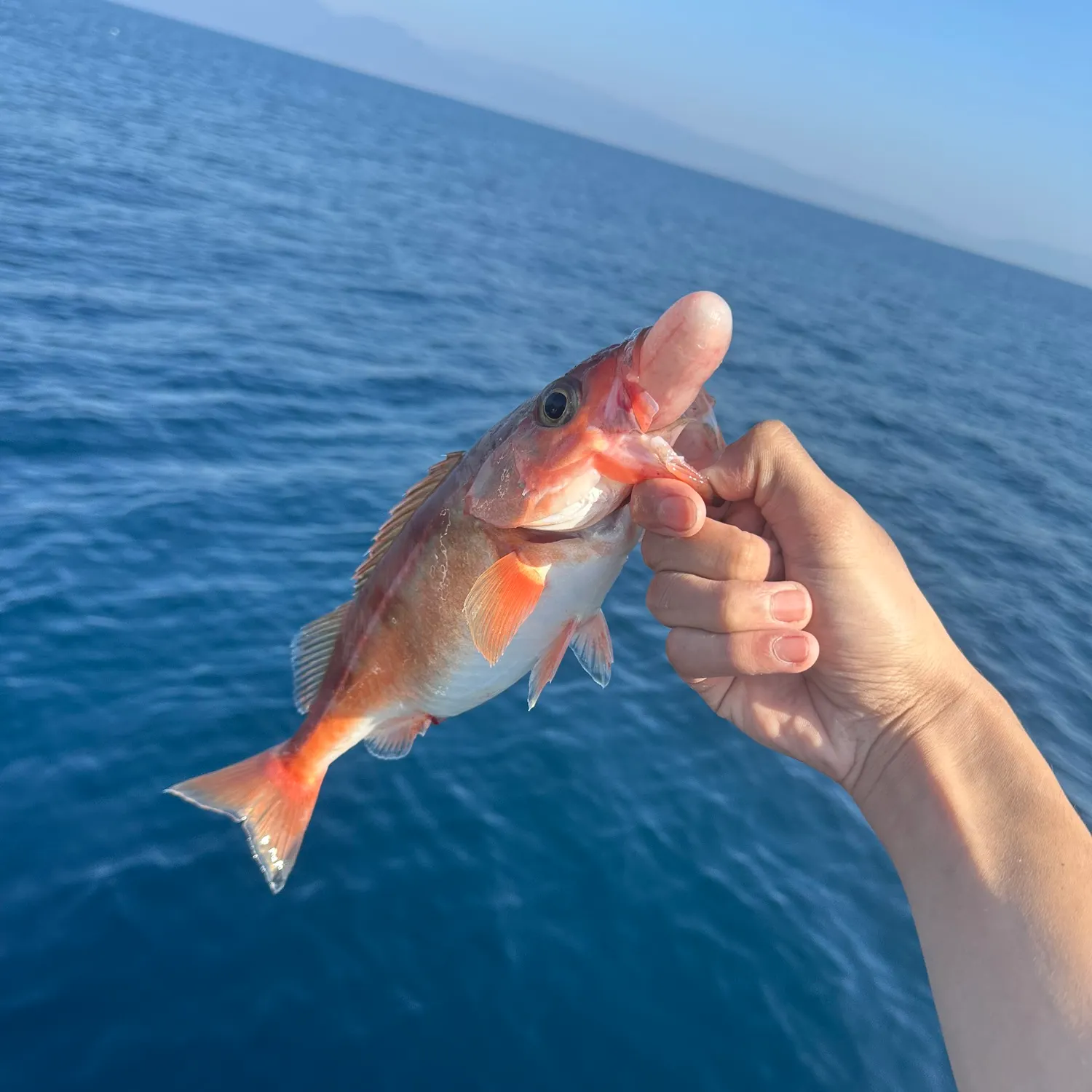 The most recent Chilipepper catches on Fishbrain