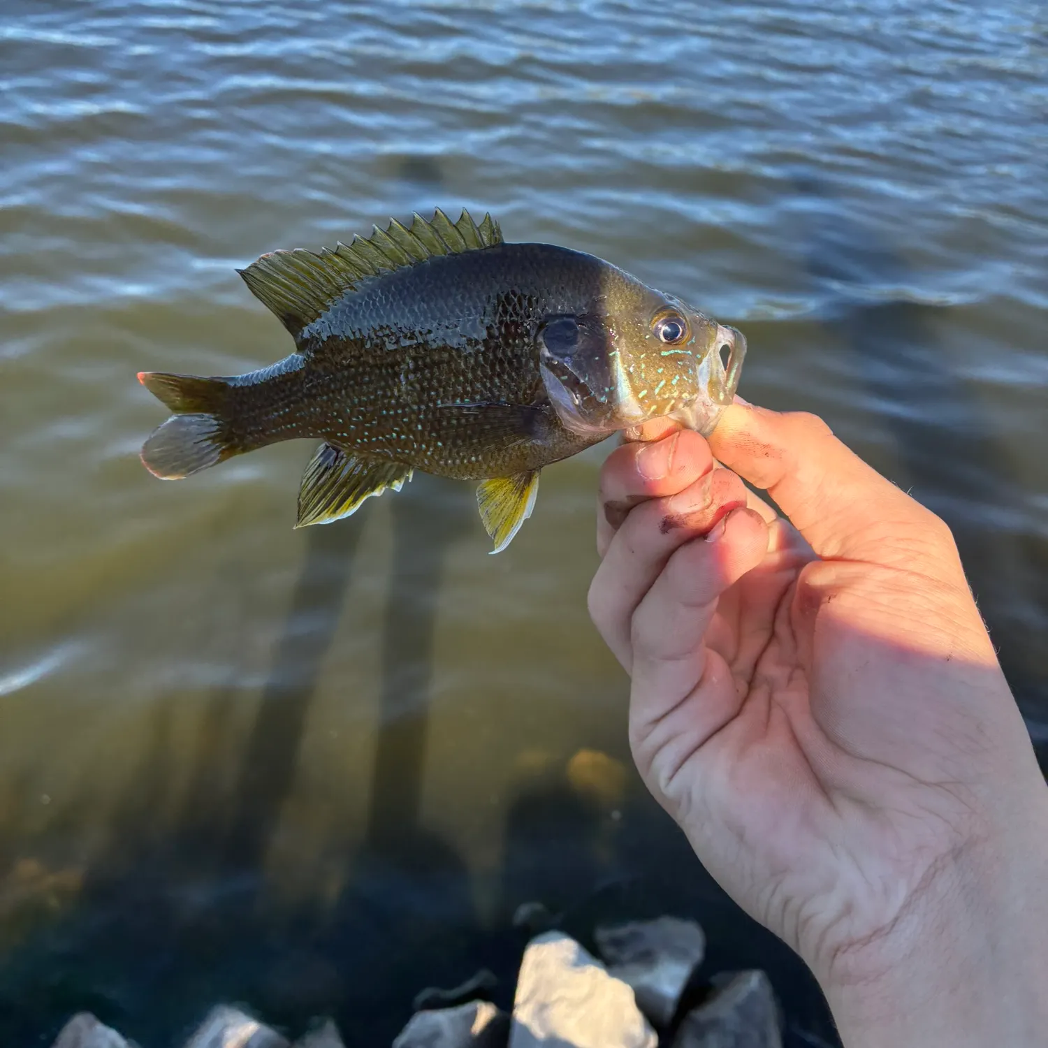 Green sunfish caught on Fishbrain