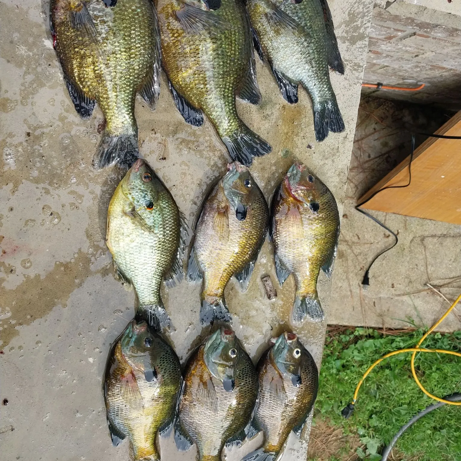 recently logged catches