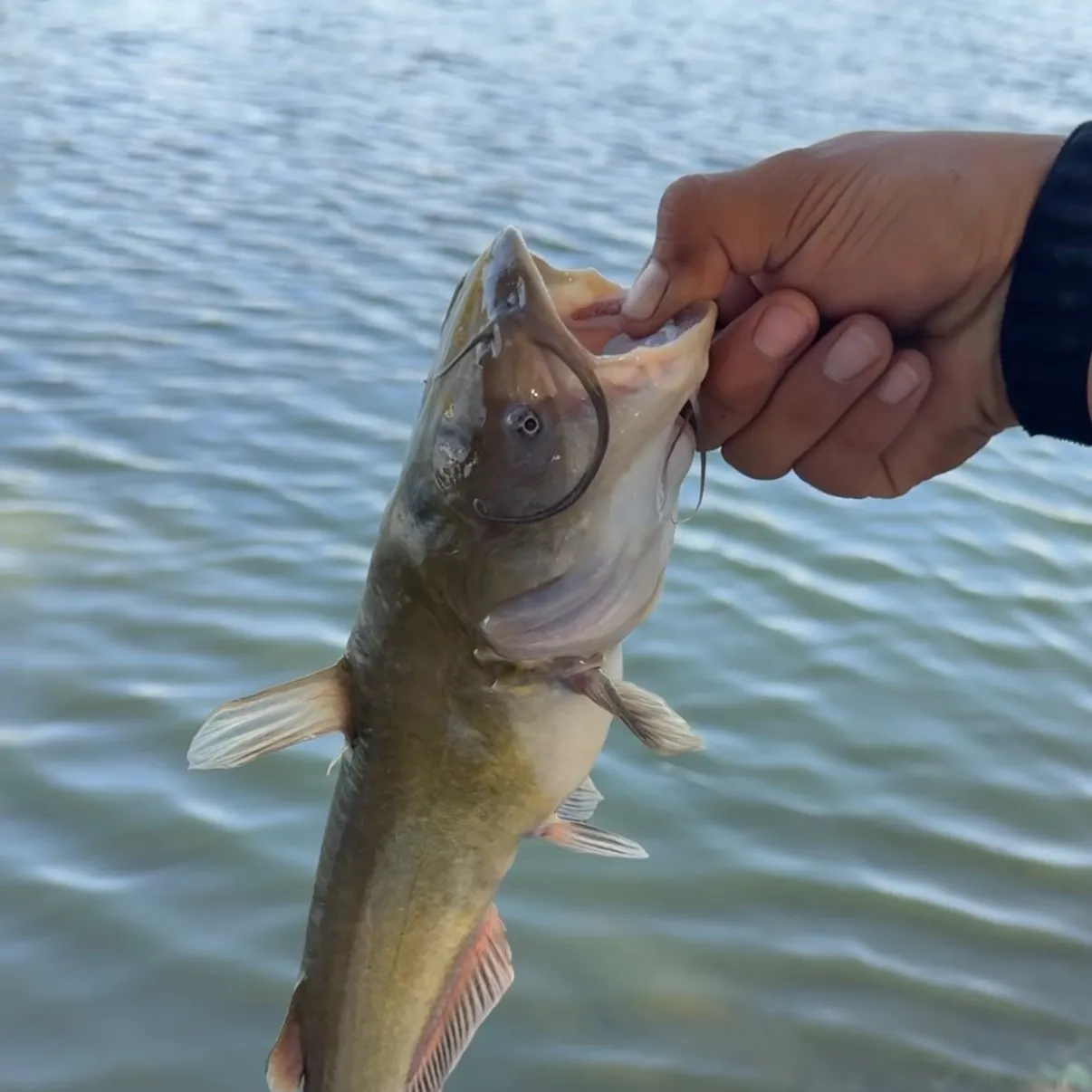 Yellow bullhead caught on Fishbrain