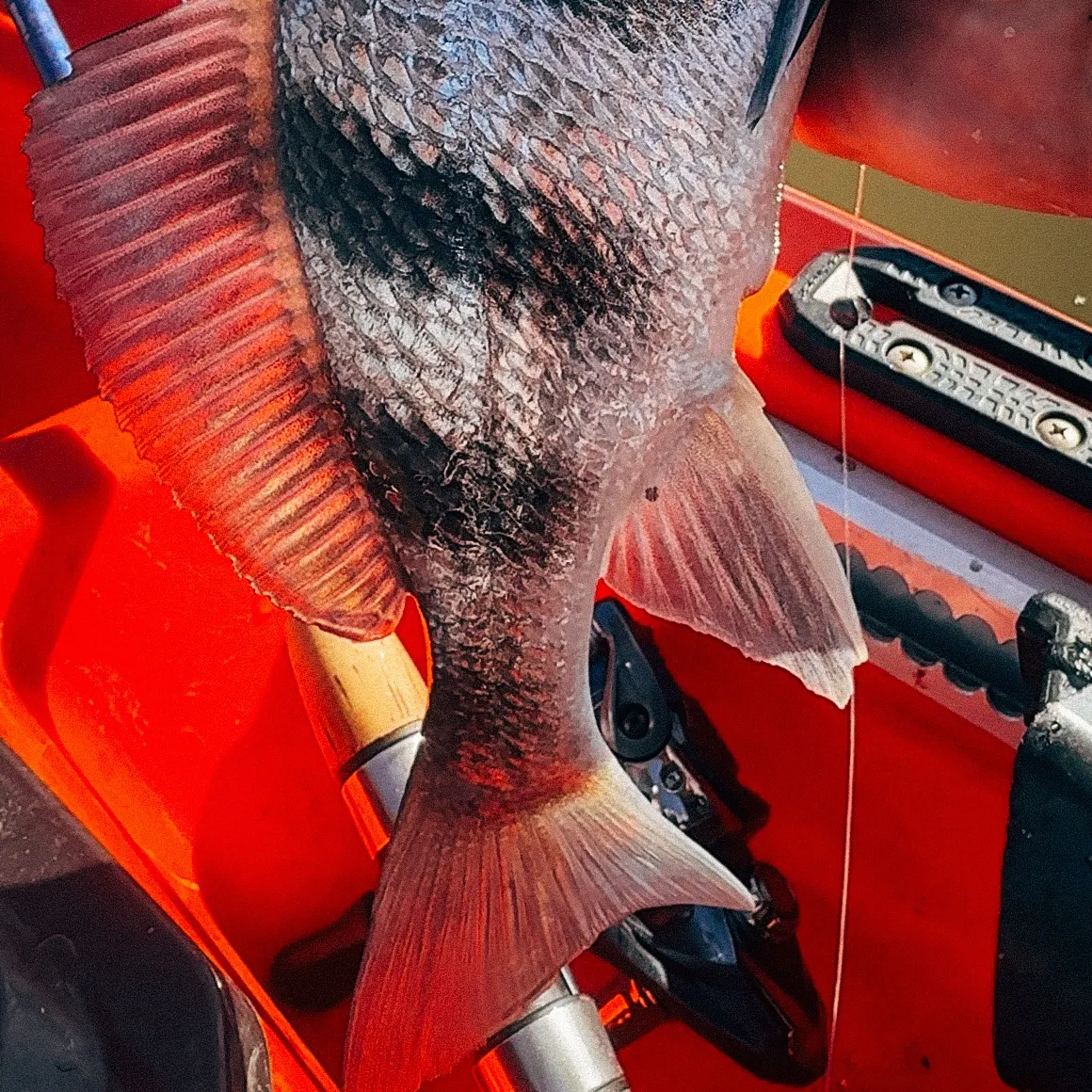Black drum caught on Fishbrain