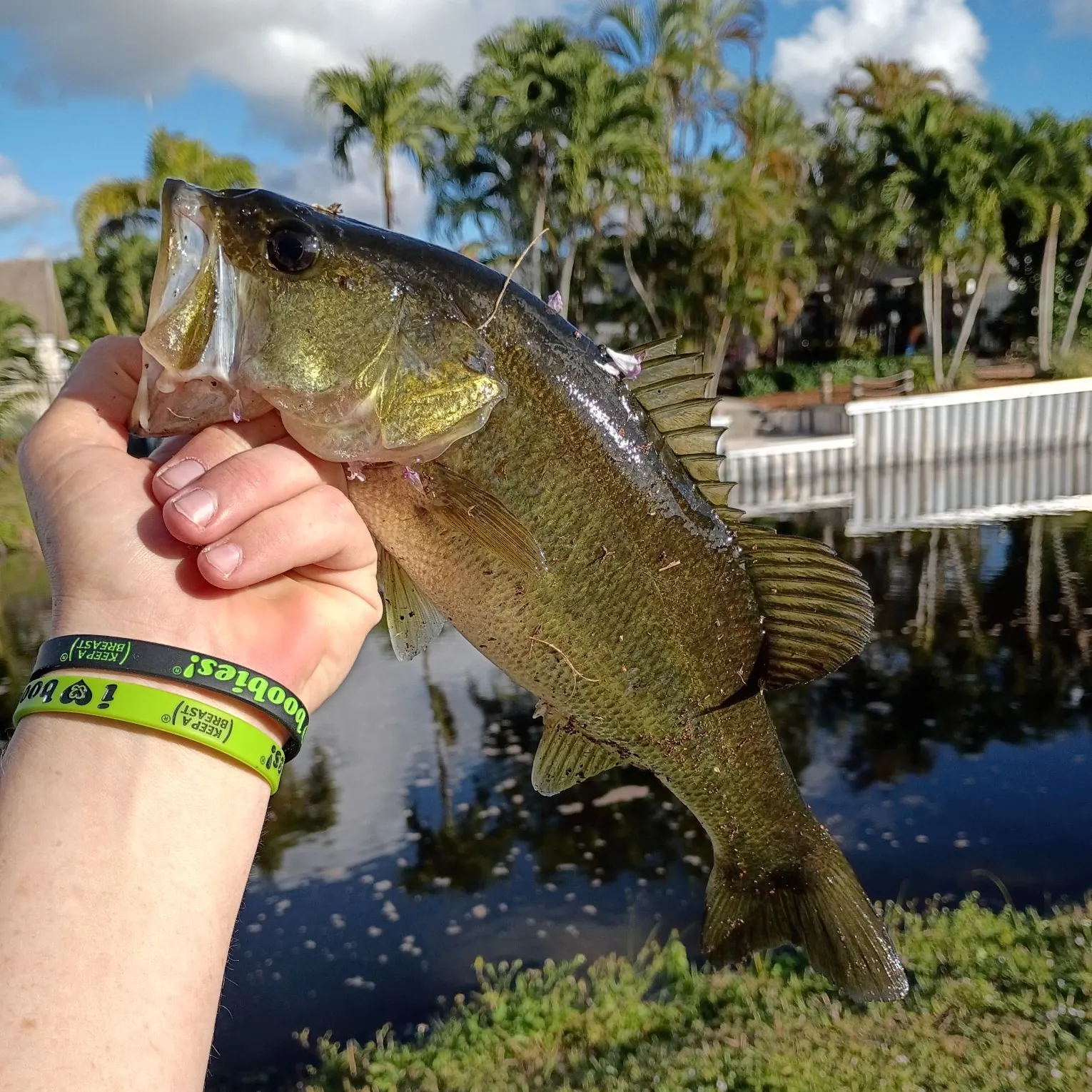 The most recent Largemouth bass catches on Fishbrain