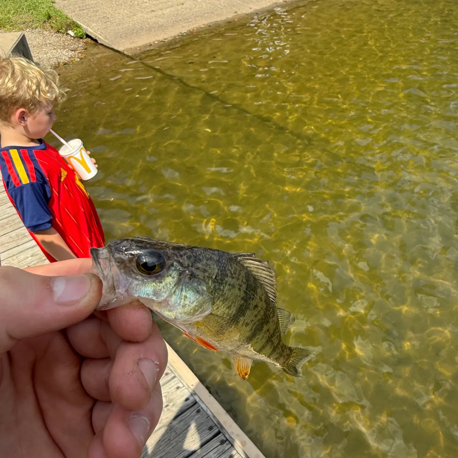 Yellow perch caught on Fishbrain