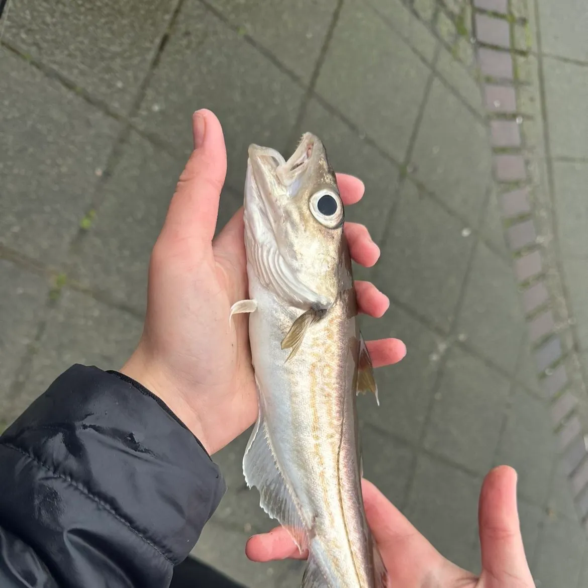 The most recent Whiting catches on Fishbrain