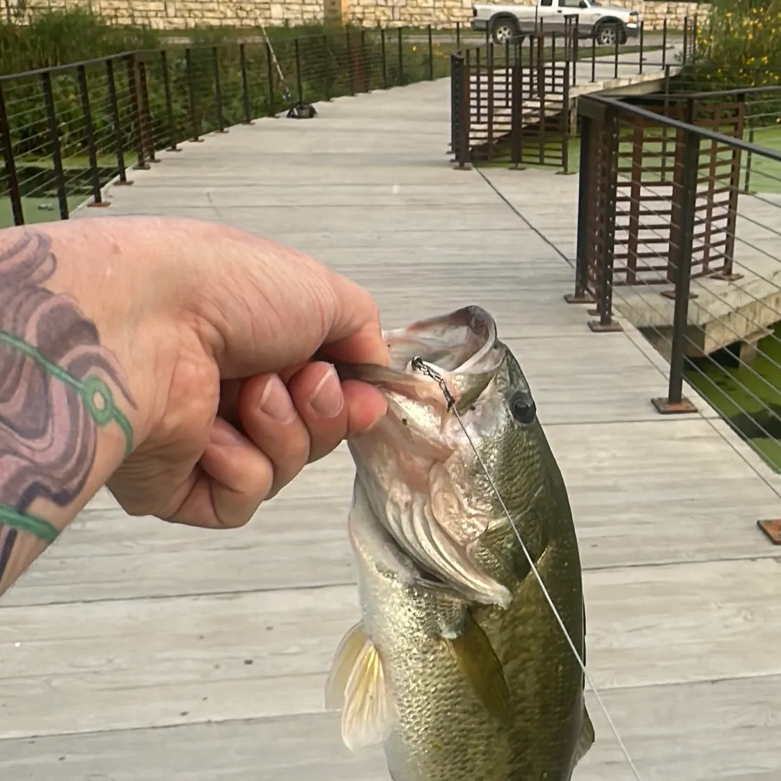 Largemouth bass caught on Fishbrain