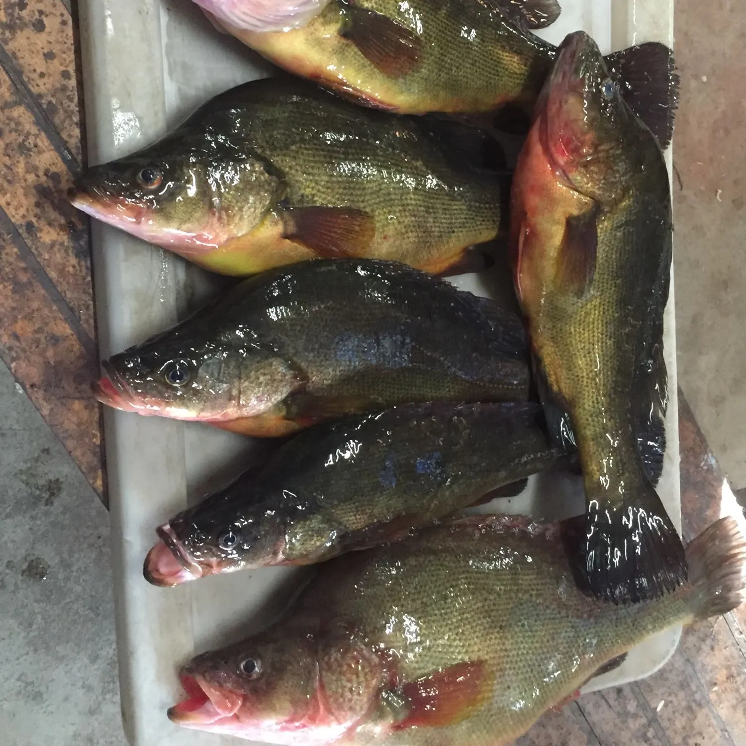 recently logged catches