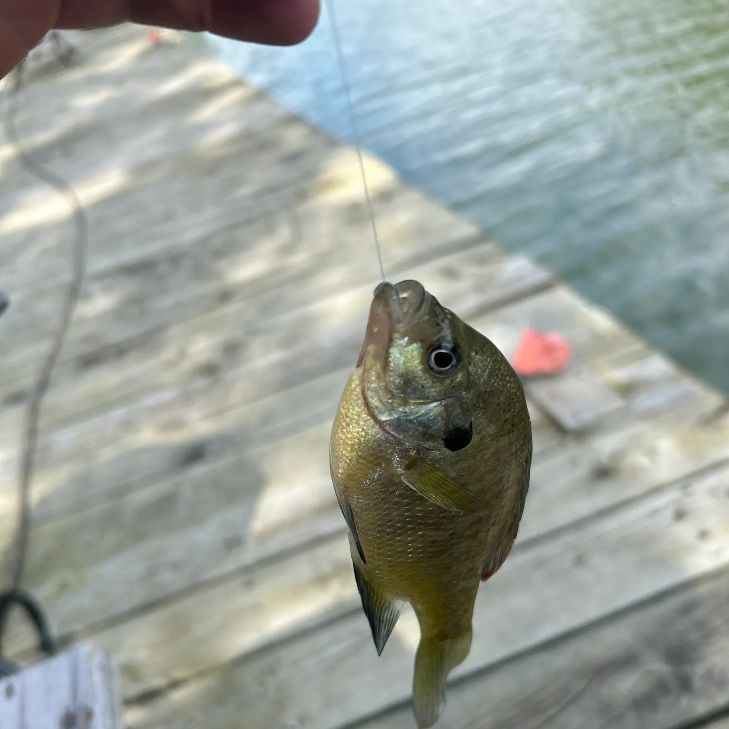 Bluegill caught on Fishbrain
