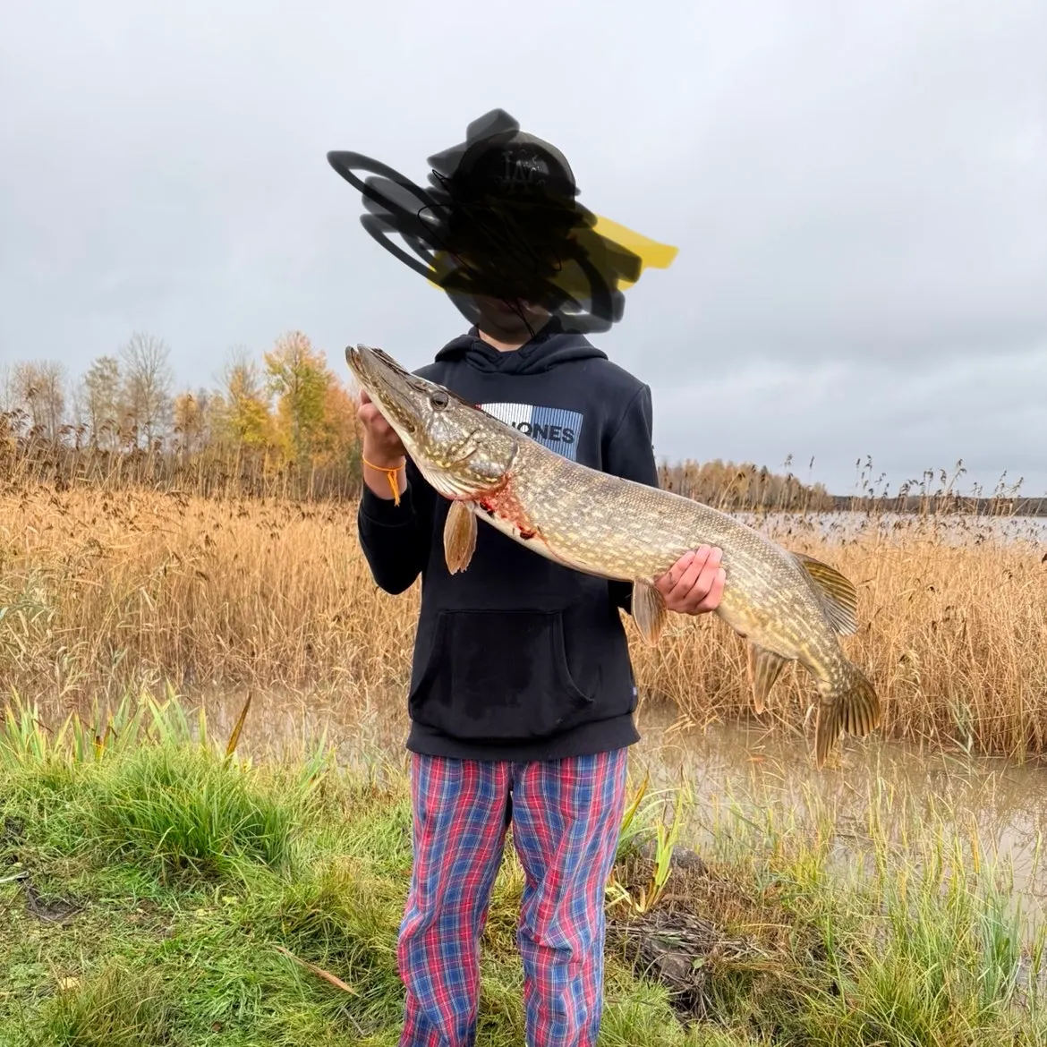 Northern pike caught on Fishbrain
