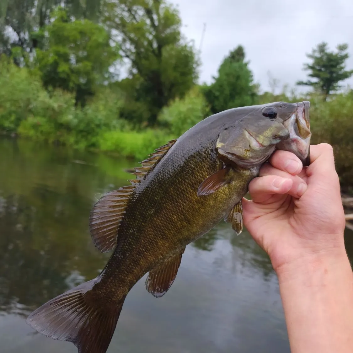 Smallmouth bass caught on Fishbrain