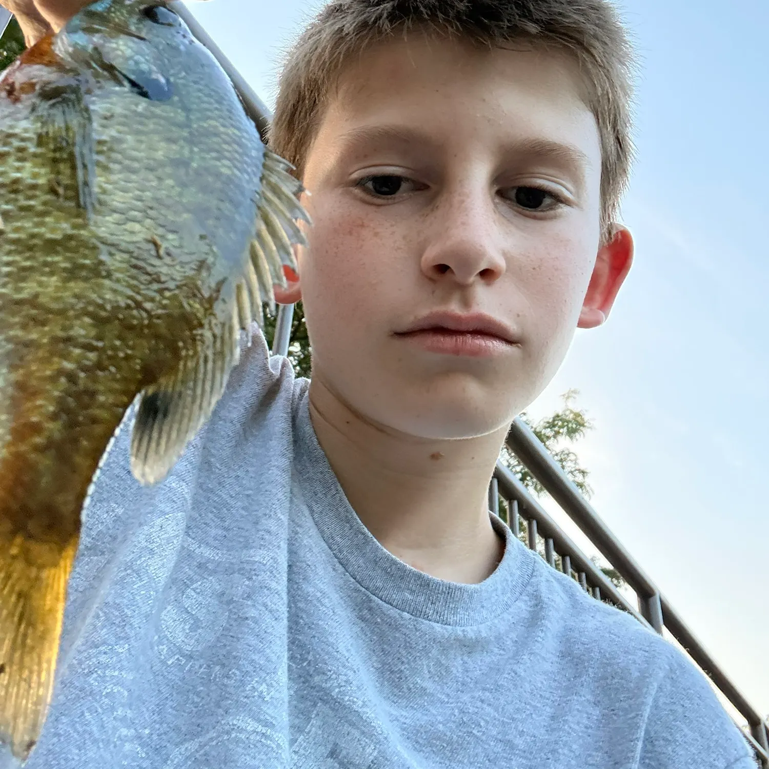Bluegill caught on Fishbrain