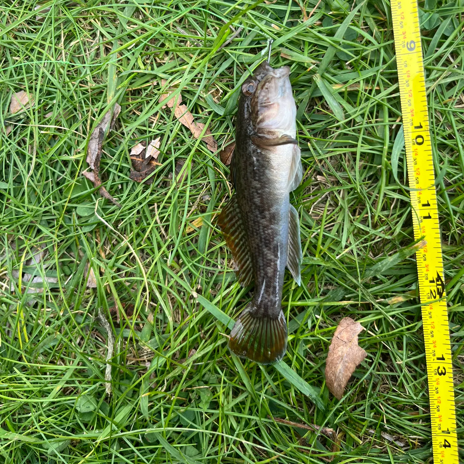 Round goby caught on Fishbrain