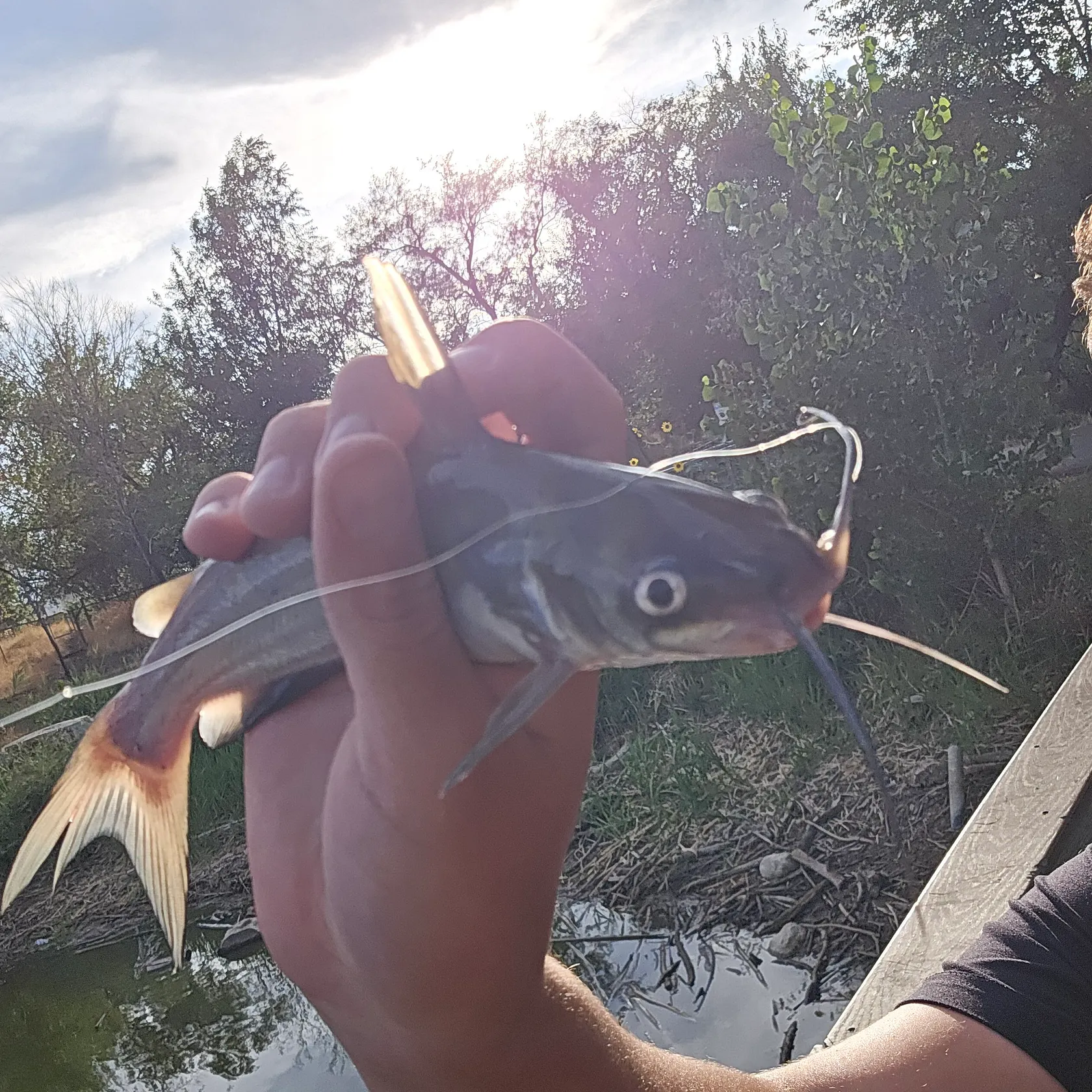 catch