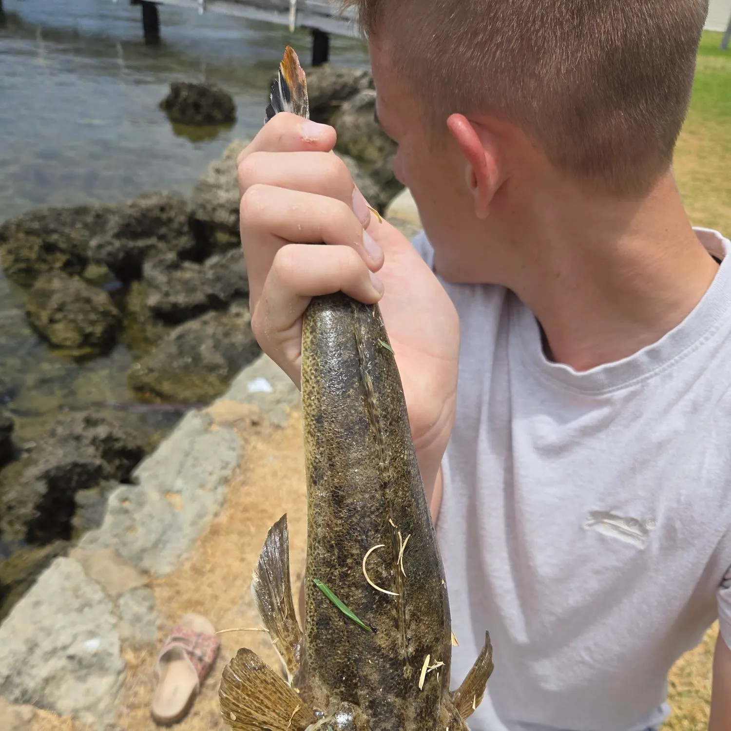 The most recent Bartail flathead catches on Fishbrain