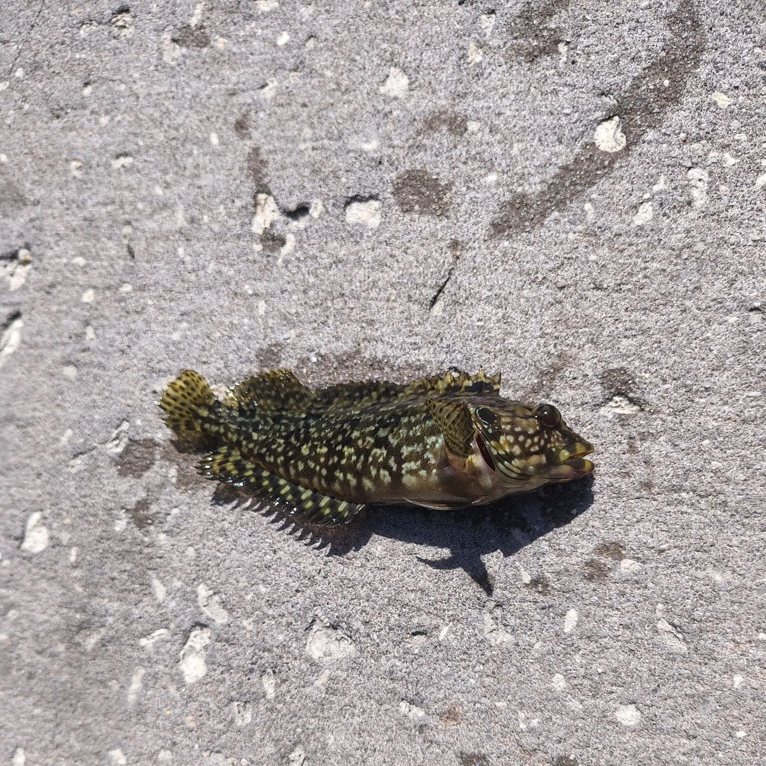 The most recent Florida blenny catches on Fishbrain