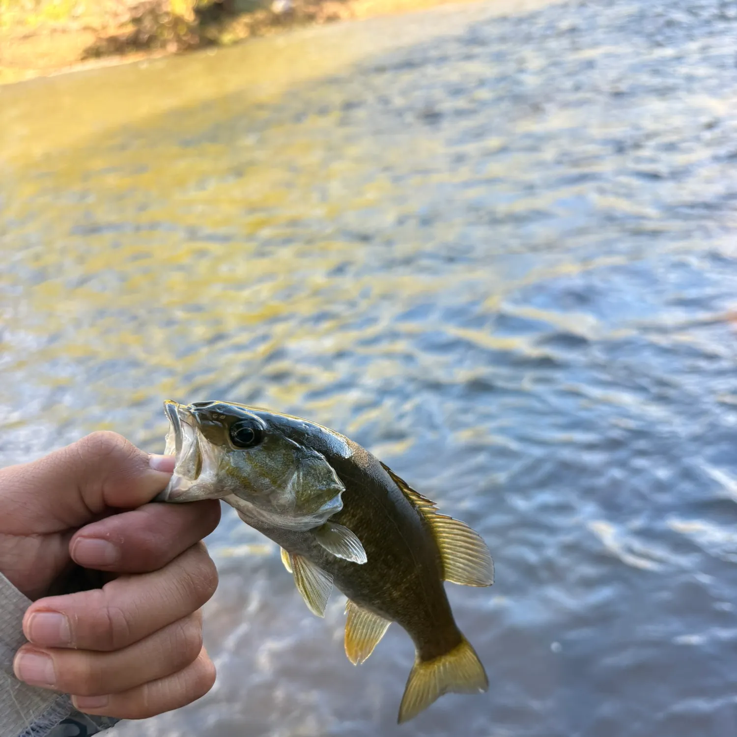 Smallmouth bass caught on Fishbrain