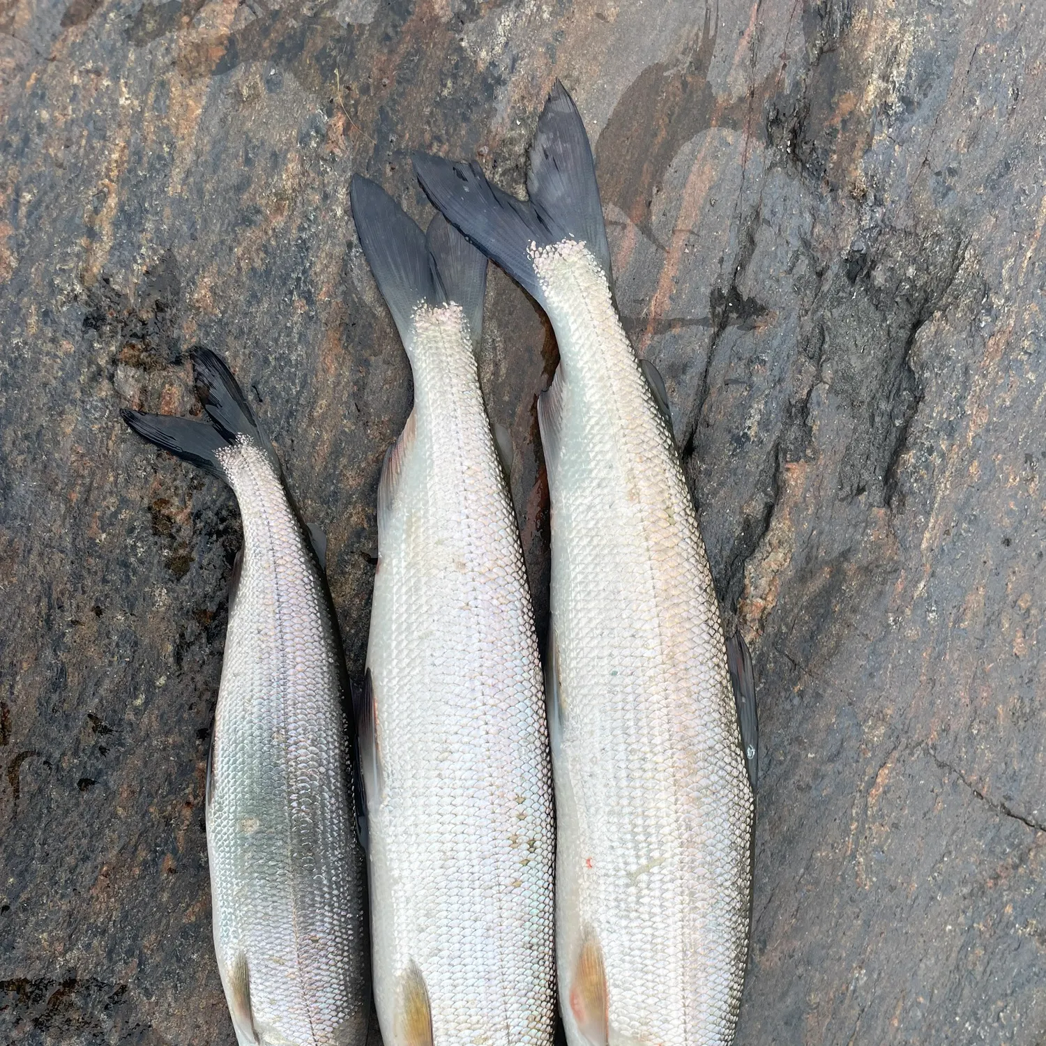 The most recent Lake whitefish catches on Fishbrain
