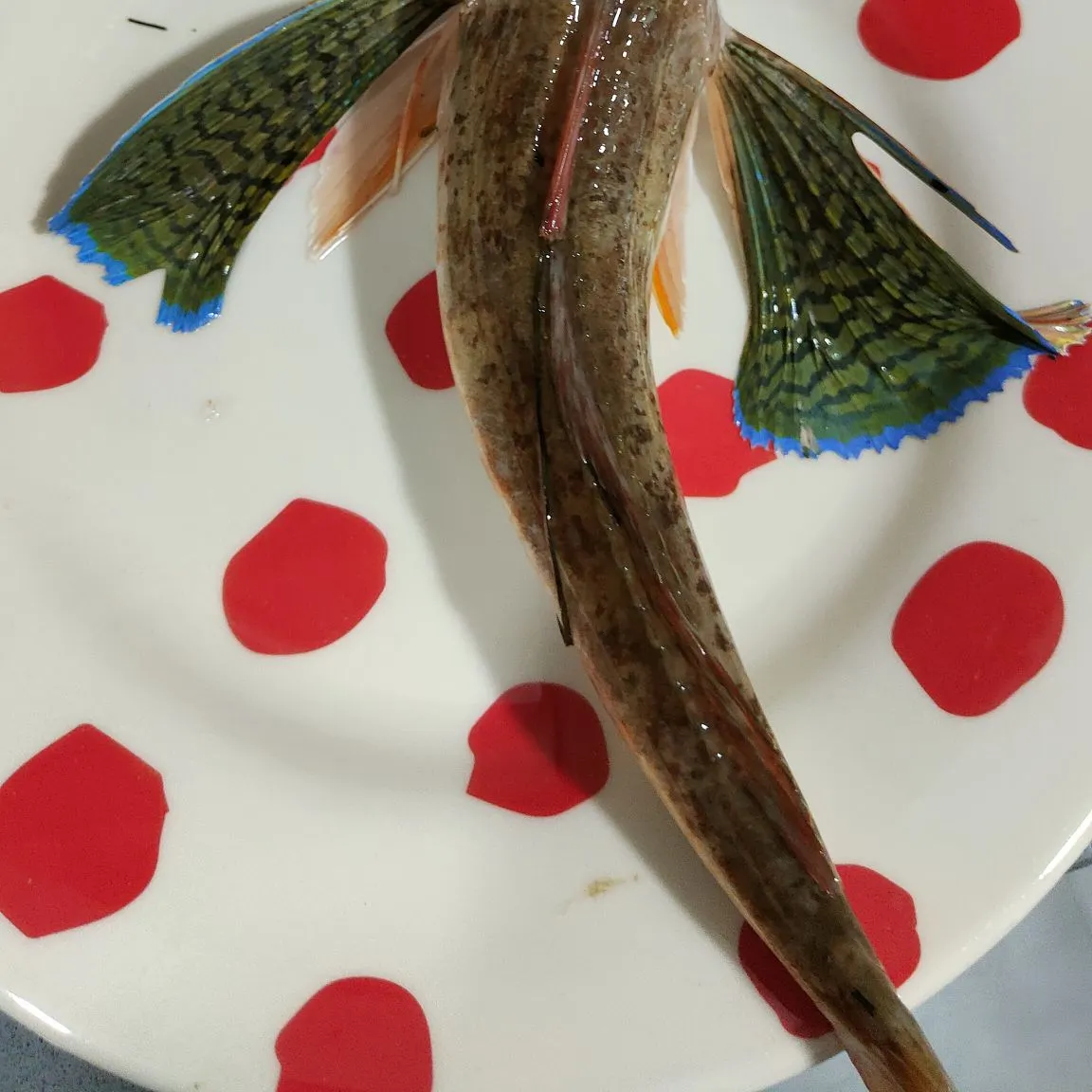 The most recent Red gurnard catches on Fishbrain