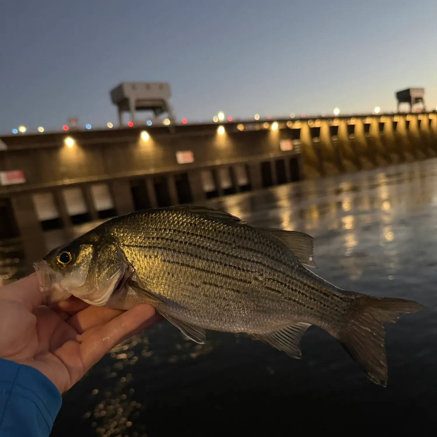 White bass caught on Fishbrain