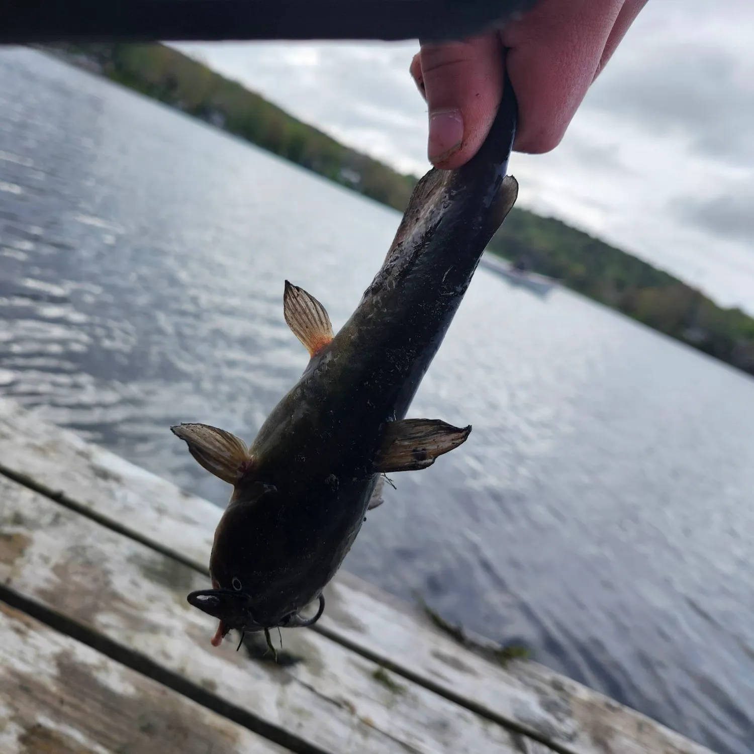 Brown bullhead caught on Fishbrain
