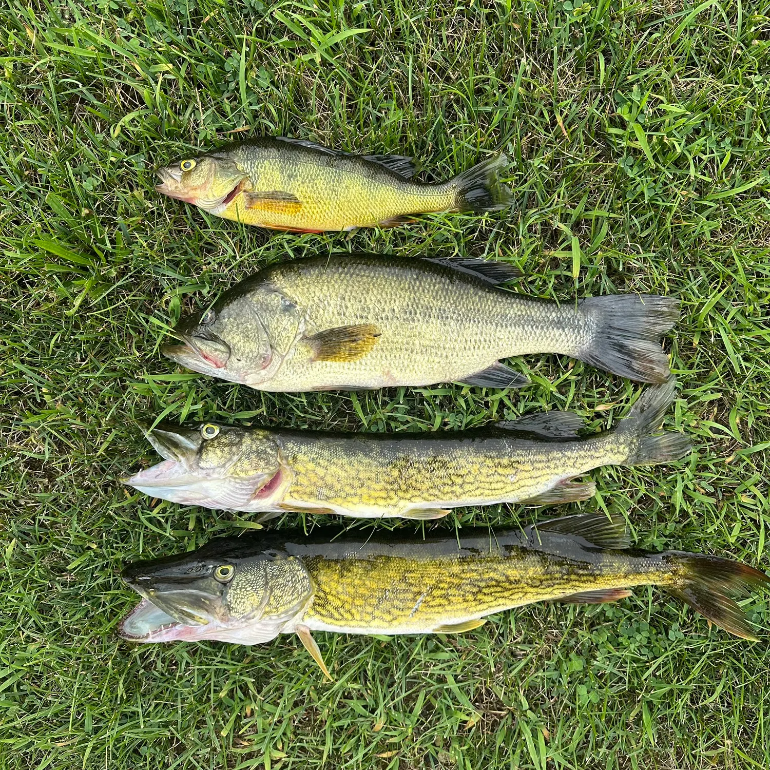 recently logged catches