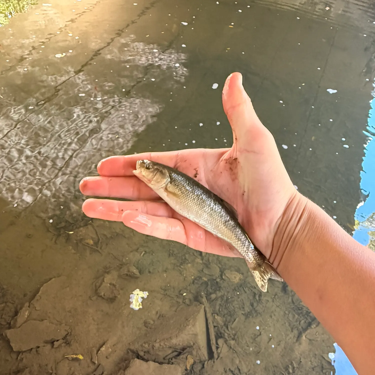 Creek chub caught on Fishbrain