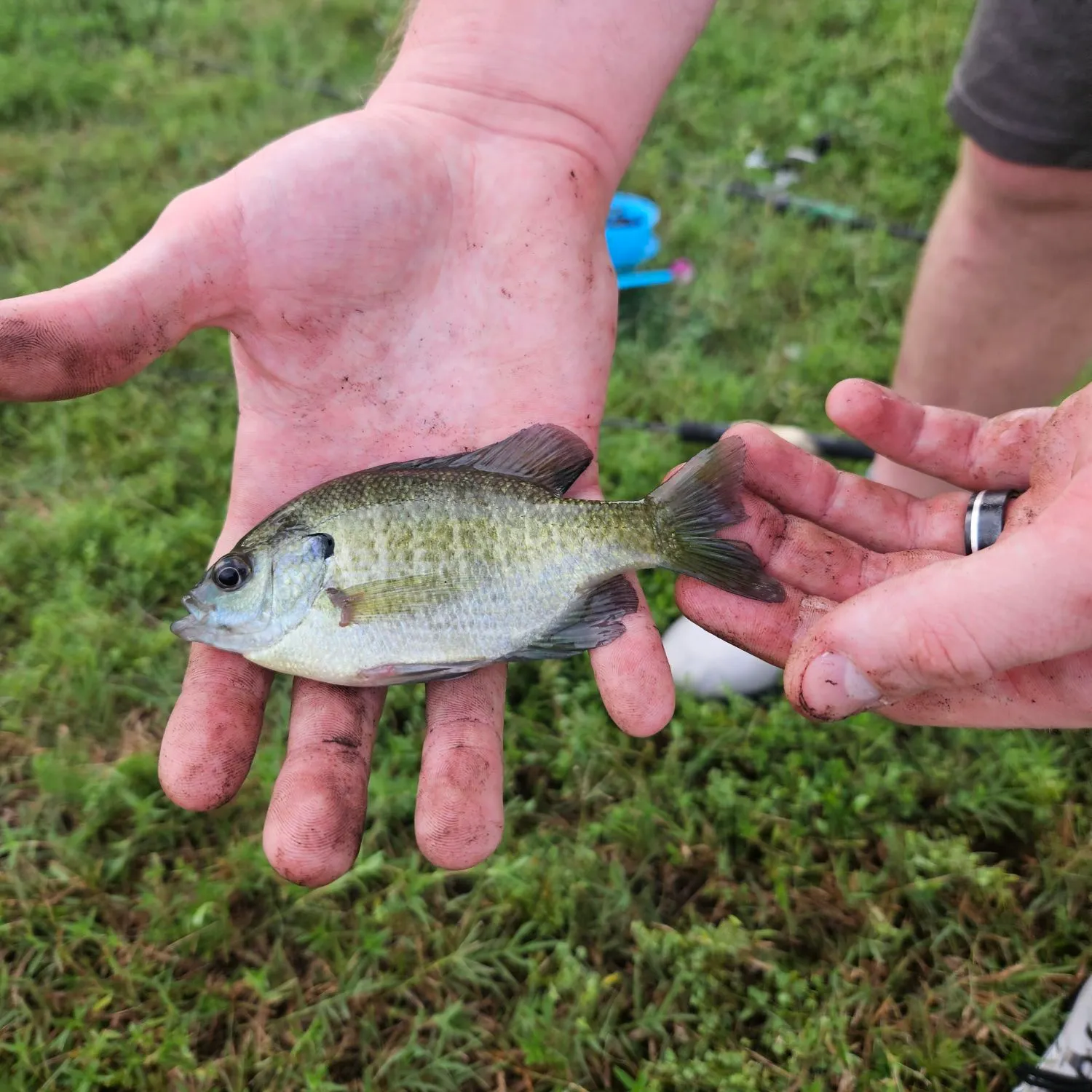 The most recent Flier catches on Fishbrain