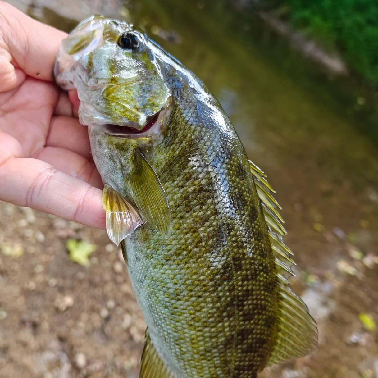 Smallmouth bass caught on Fishbrain