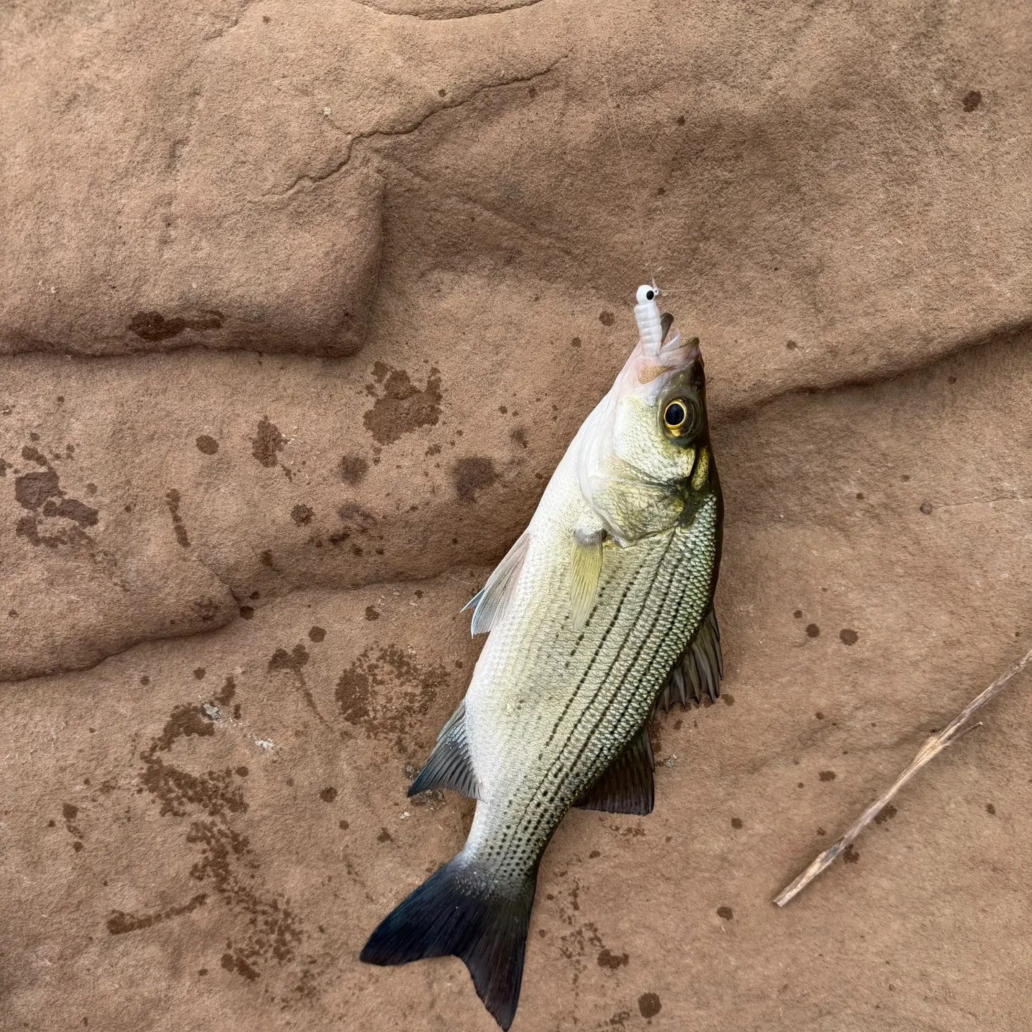 White bass caught on Fishbrain
