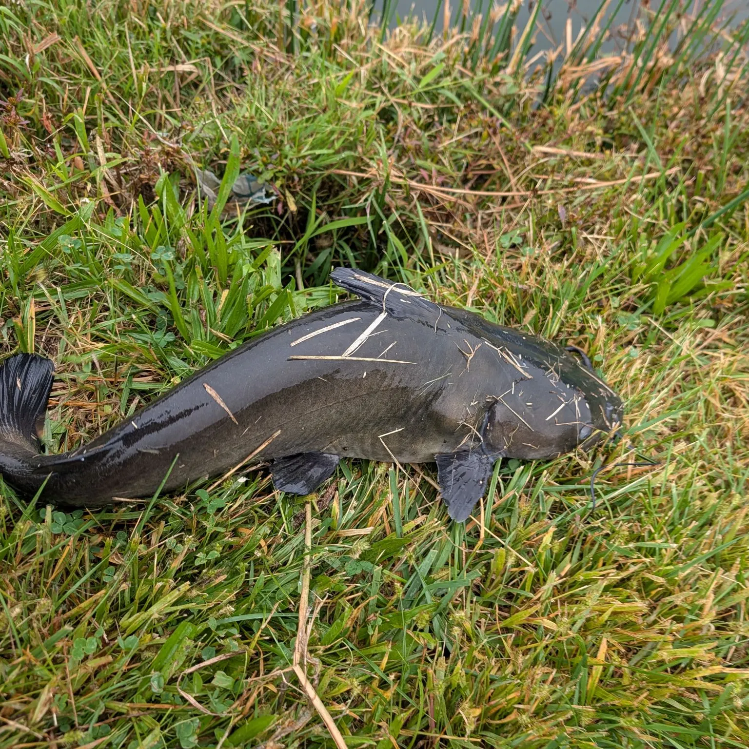 Channel catfish caught on Fishbrain