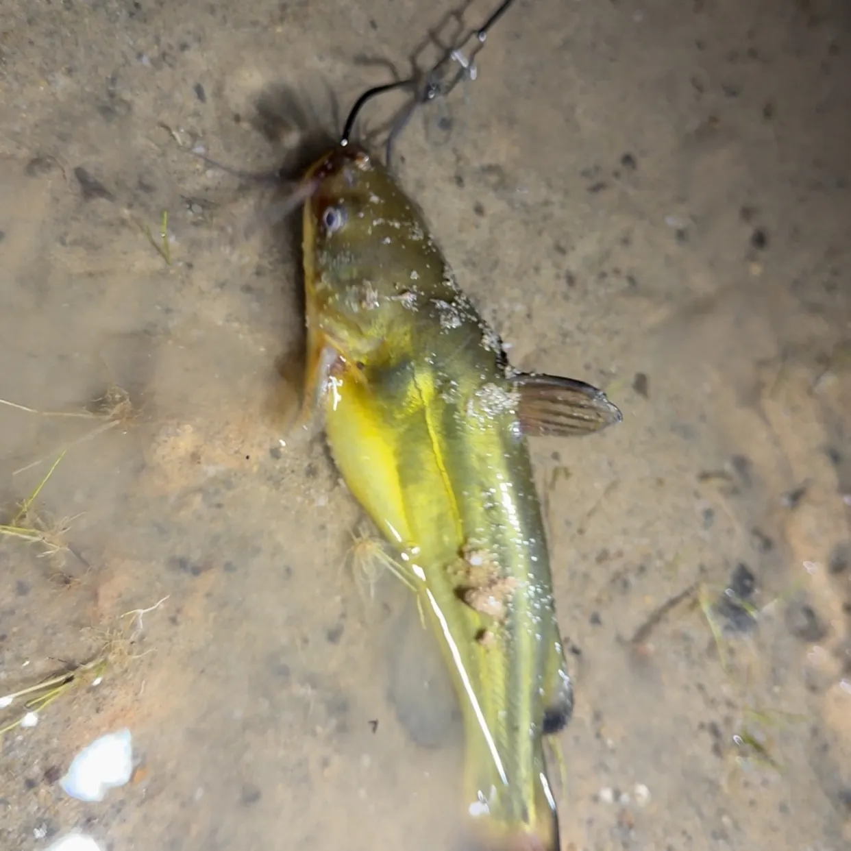 Yellow bullhead caught on Fishbrain