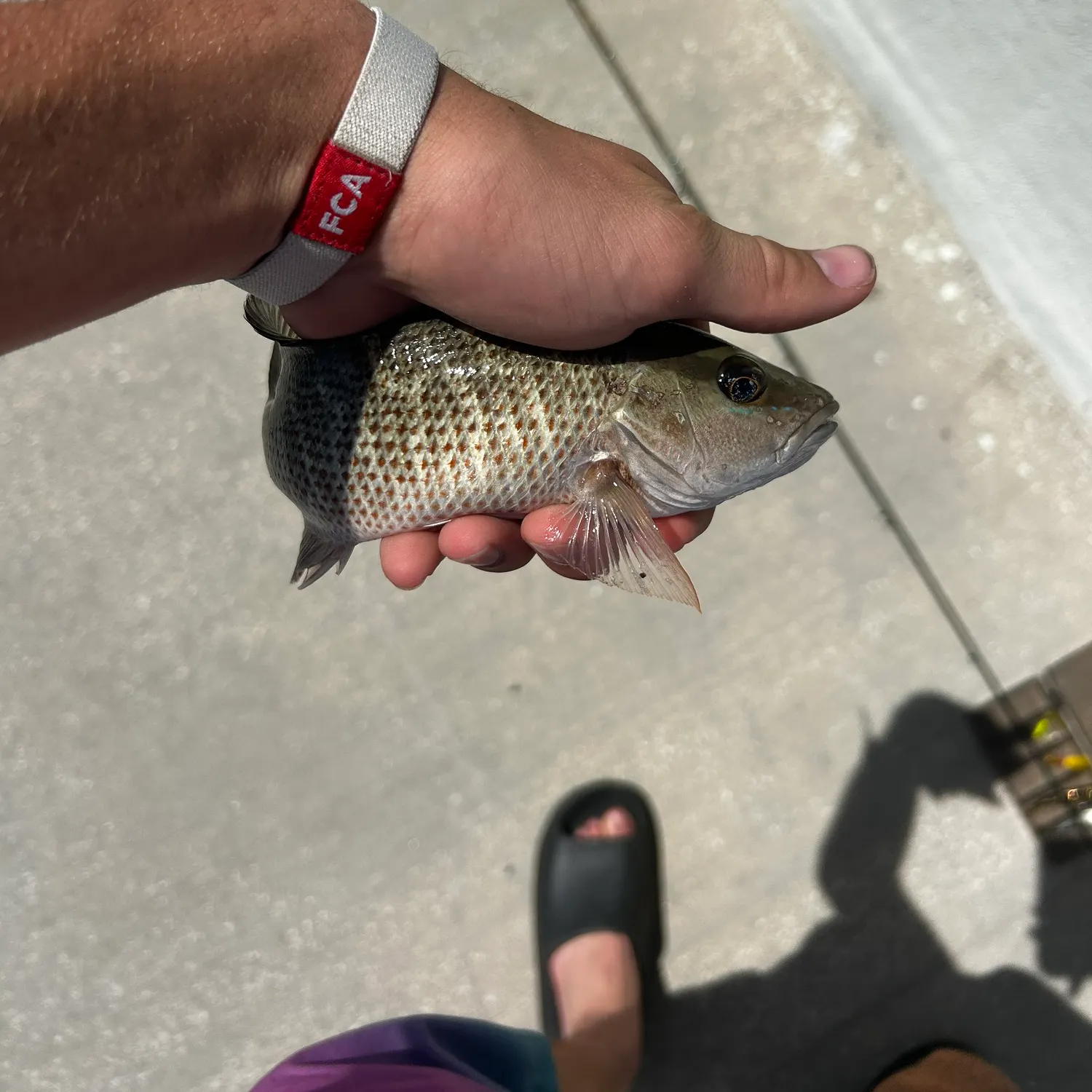 catch
