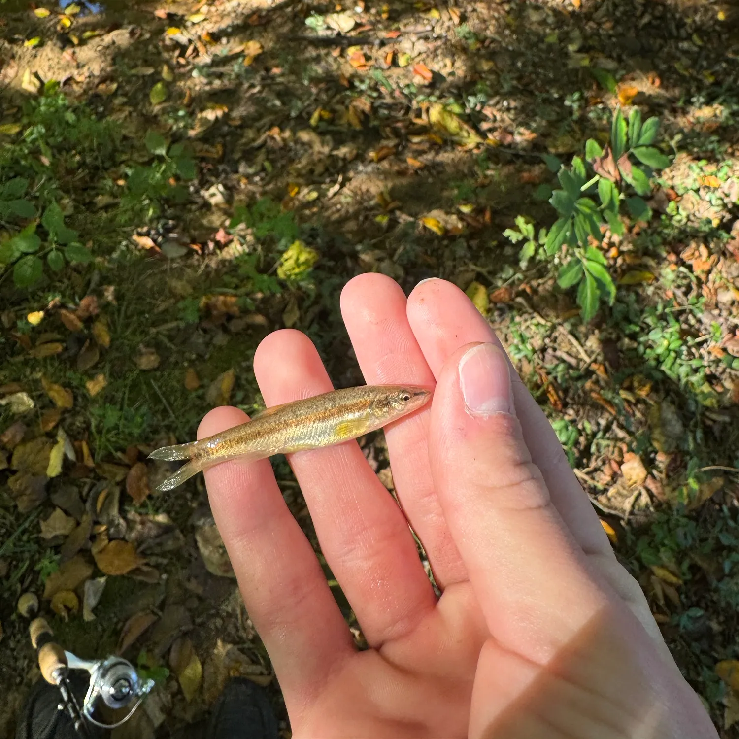 Western blacknose dace caught on Fishbrain