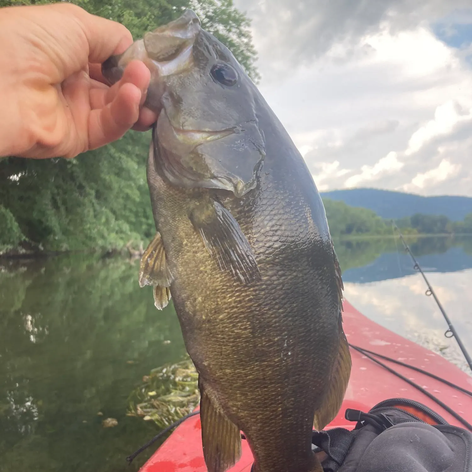 angler catch