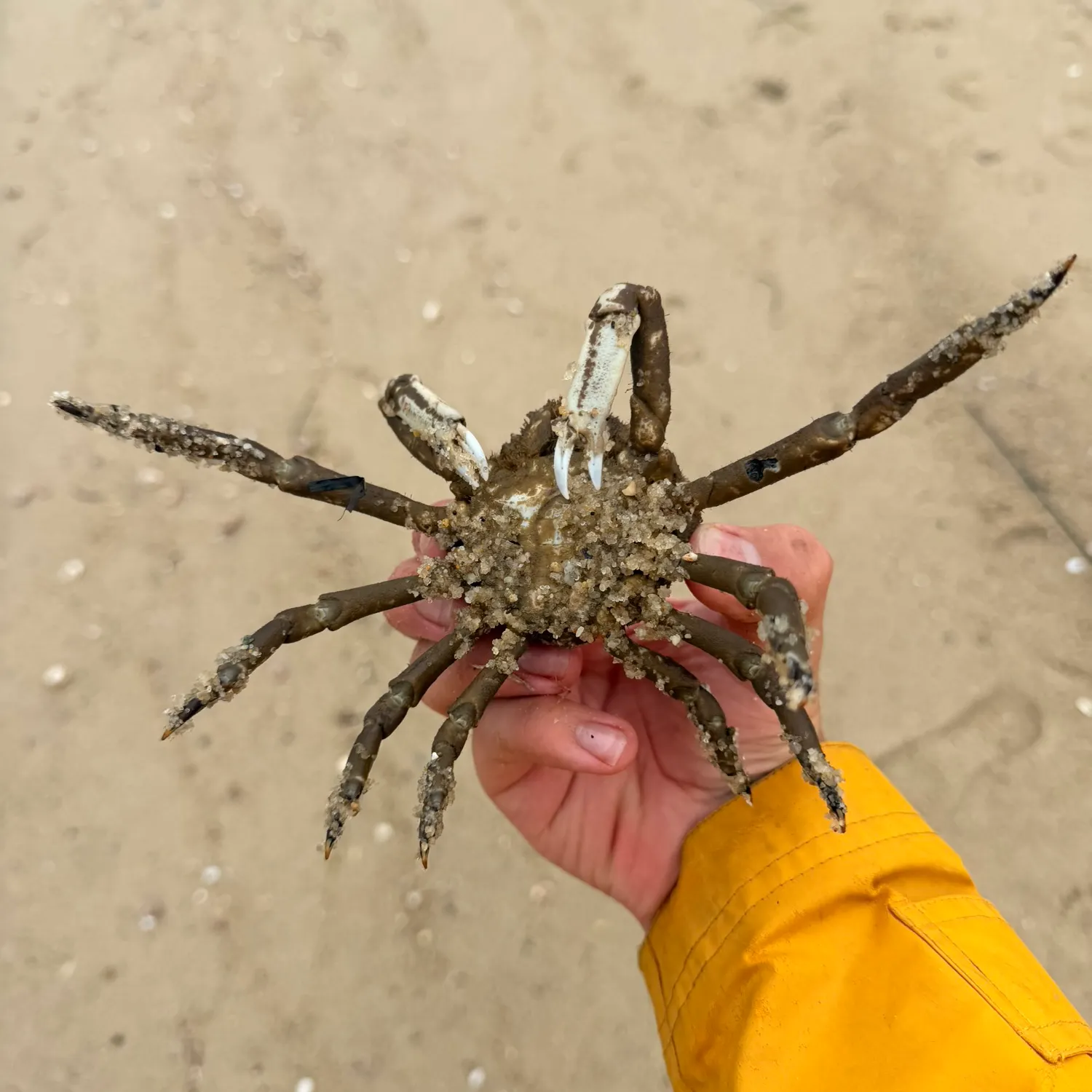 Portly spider crab caught on Fishbrain