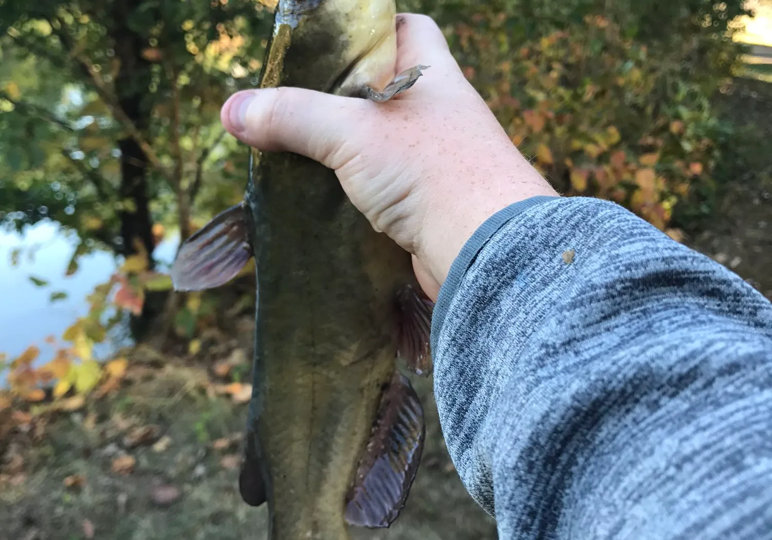 Yellow bullhead