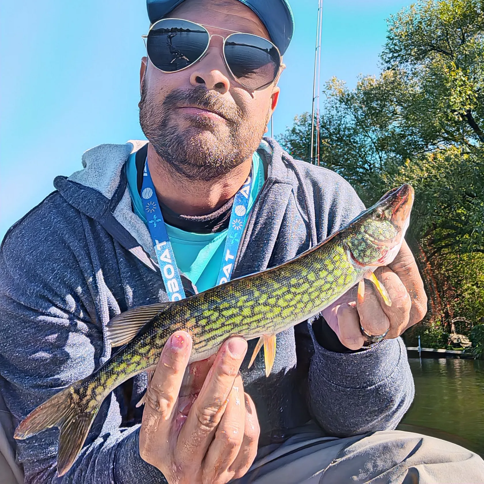 Chain pickerel caught on Fishbrain