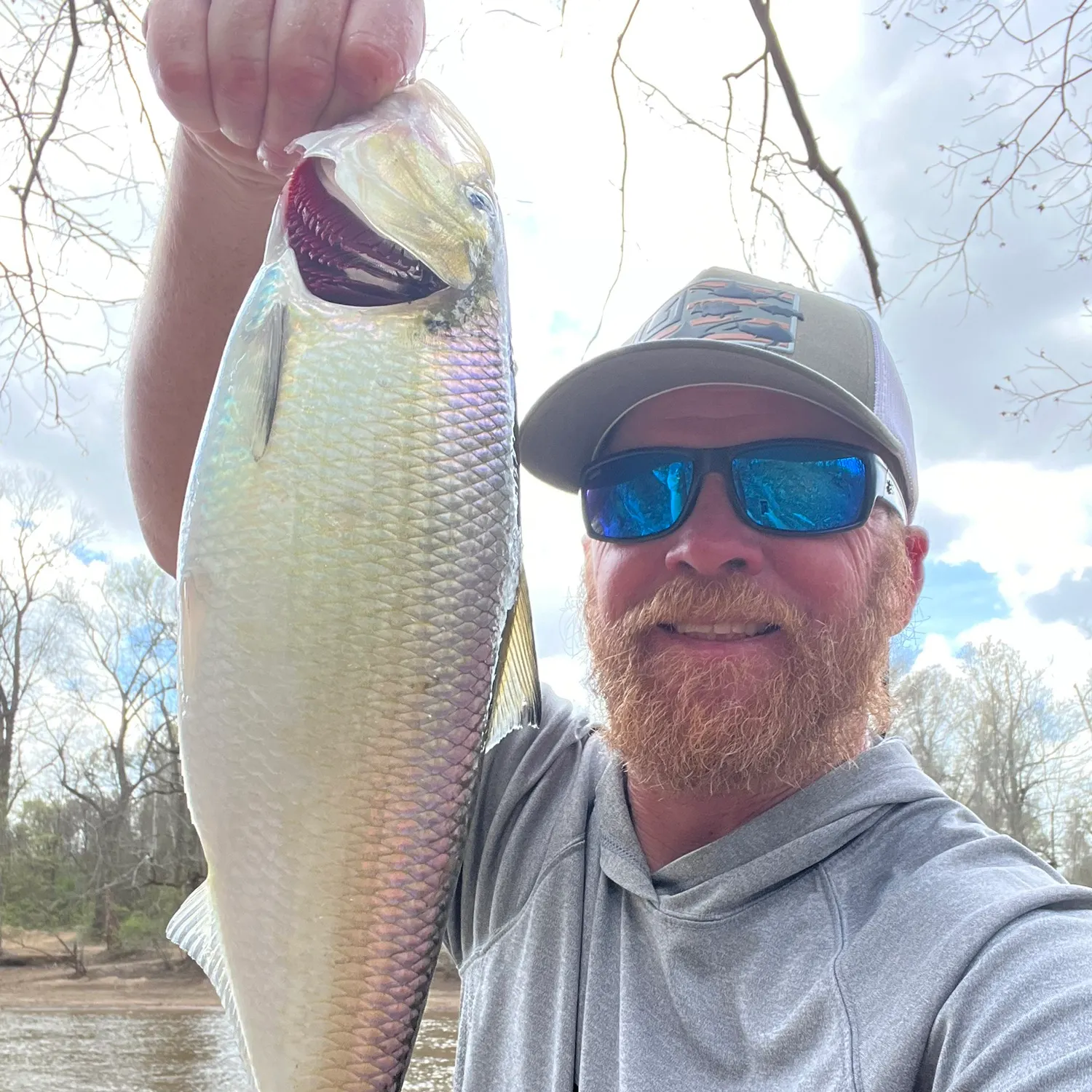 The most recent American shad catches on Fishbrain