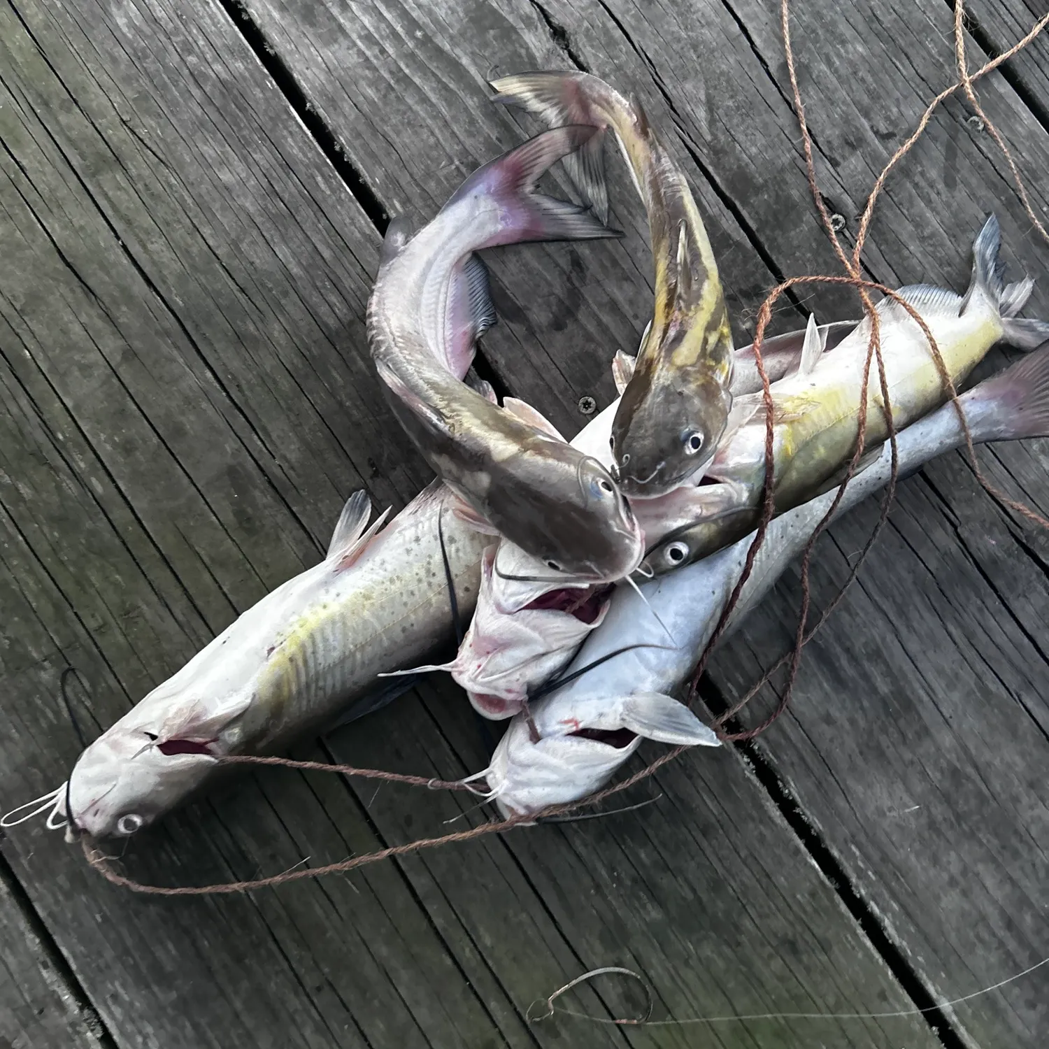 recently logged catches