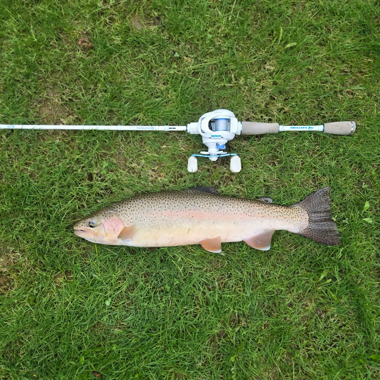 Rainbow trout caught on Fishbrain