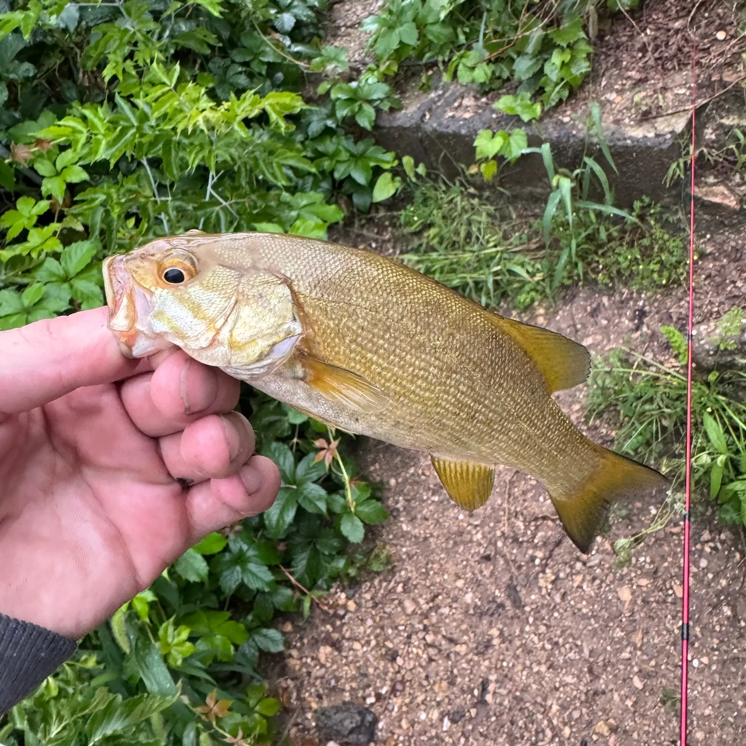 Smallmouth bass caught on Fishbrain