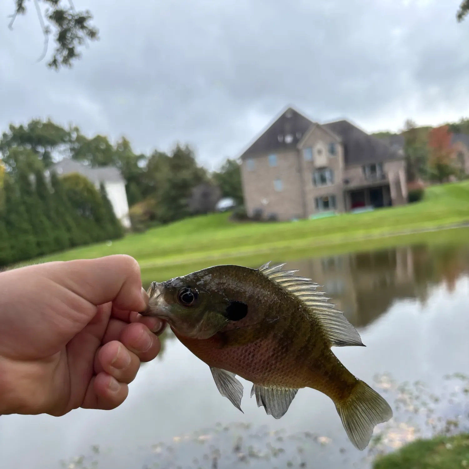 Bluegill caught on Fishbrain