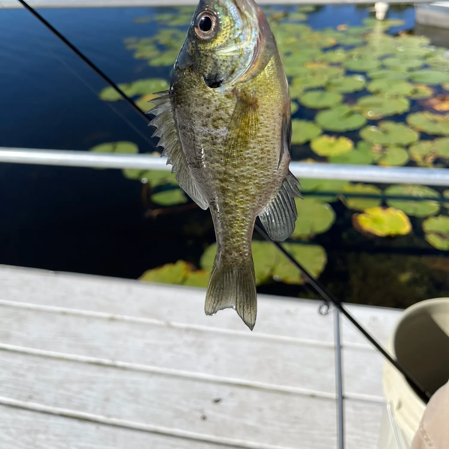 Bluegill caught on Fishbrain