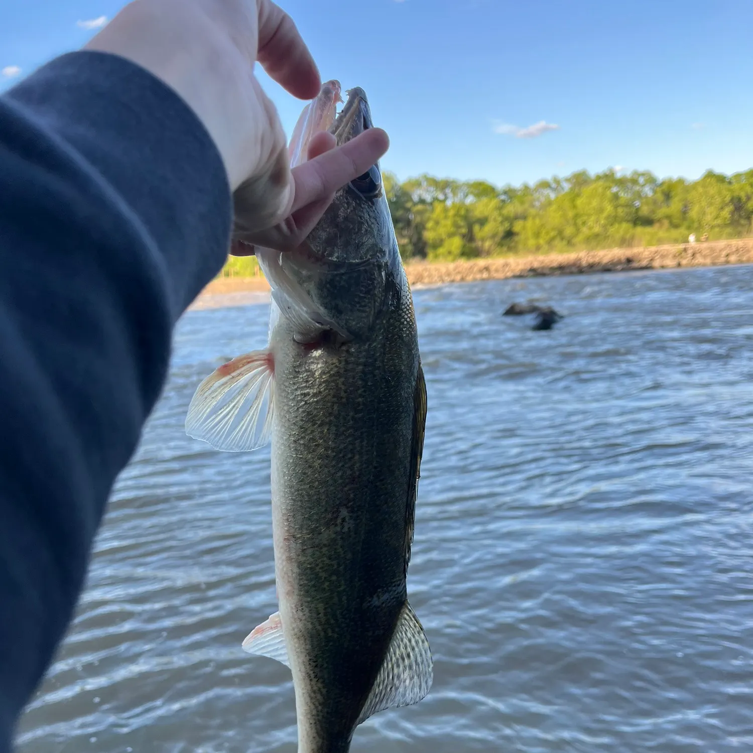 The most recent Saugeye catches on Fishbrain